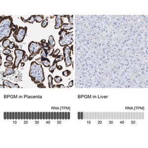 Merck Anti-BPGM antibody produced in rabbit
