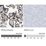 Merck Anti-BPGM antibody produced in rabbit
