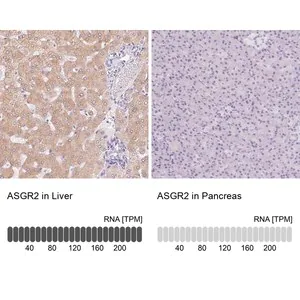 Merck Anti-ASGR2 antibody produced in rabbit