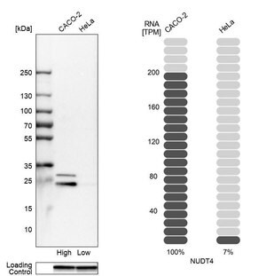 Merck Anti-NUDT4 antibody produced in rabbit