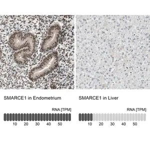 Merck Anti-SMARCE1 antibody produced in rabbit