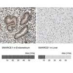 Merck Anti-SMARCE1 antibody produced in rabbit