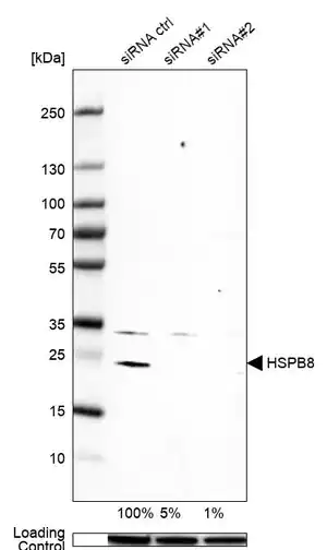 Merck Anti-HSPB8 antibody produced in rabbit