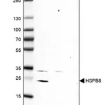 Merck Anti-HSPB8 antibody produced in rabbit