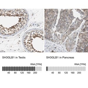 Merck Anti-SH3GLB1 antibody produced in rabbit