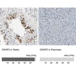 Merck Anti-CKAP2 antibody produced in rabbit