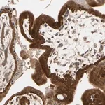 Merck Anti-TDRP antibody produced in rabbit