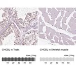 Merck Anti-CHODL antibody produced in rabbit