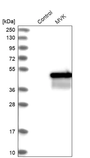 Merck Anti-MVK antibody produced in rabbit
