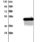 Merck Anti-MVK antibody produced in rabbit