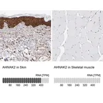 Merck Anti-AHNAK2 antibody produced in rabbit