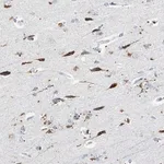 Merck Anti-NLGN1 antibody produced in rabbit