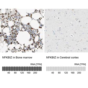 Merck Anti-NFKBIZ antibody produced in rabbit