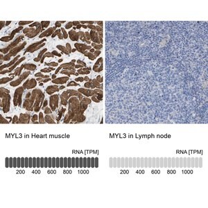 Merck Anti-MYL3 antibody produced in rabbit