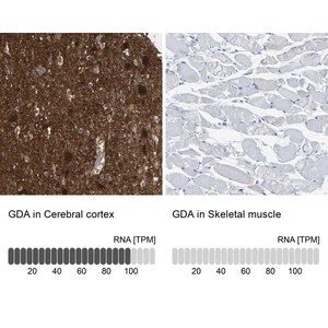 Merck Anti-GDA antibody produced in rabbit