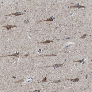 Merck Anti-PAFAH2 antibody produced in rabbit