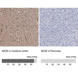 Merck Anti-SEZ6 antibody produced in rabbit