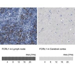 Merck Anti-FCRL1 antibody produced in rabbit