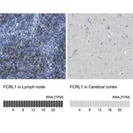 Merck Anti-FCRL1 antibody produced in rabbit