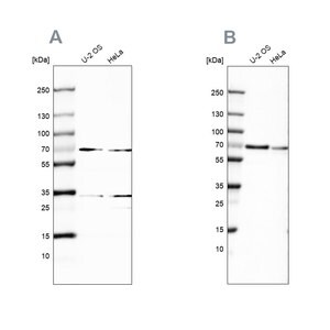 Merck Anti-SNW1 antibody produced in rabbit