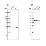 Merck Anti-SNW1 antibody produced in rabbit