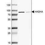 Merck Anti-HADHA antibody produced in rabbit
