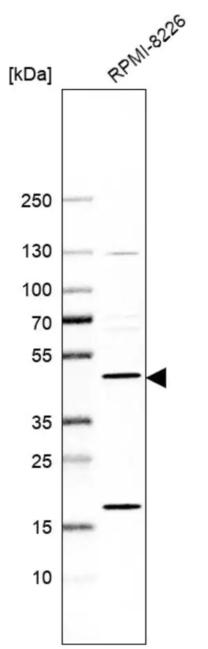 Merck Anti-PREB antibody produced in rabbit