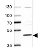 Merck Anti-PREB antibody produced in rabbit