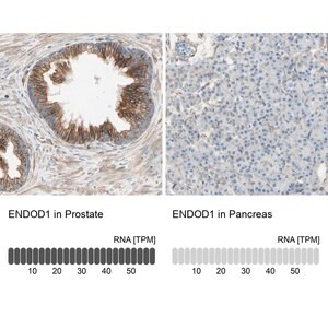 Merck Anti-ENDOD1 antibody produced in rabbit
