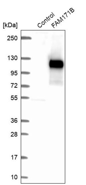 Merck Anti-FAM171B antibody produced in rabbit