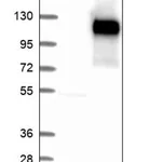Merck Anti-FAM171B antibody produced in rabbit