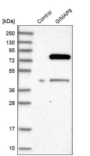 Merck Anti-GIMAP8 antibody produced in rabbit