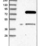 Merck Anti-GIMAP8 antibody produced in rabbit