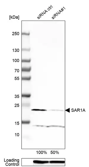 Merck Anti-SAR1A antibody produced in rabbit