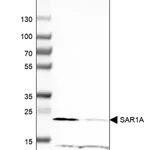 Merck Anti-SAR1A antibody produced in rabbit