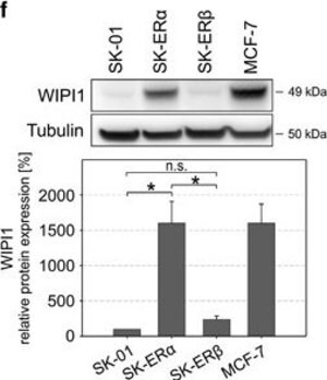 Merck Anti-WIPI1 antibody produced in rabbit