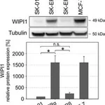Merck Anti-WIPI1 antibody produced in rabbit