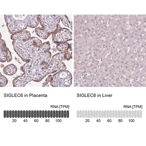 Merck Anti-SIGLEC6 antibody produced in rabbit