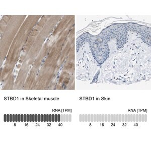 Merck Anti-STBD1 antibody produced in rabbit