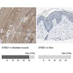Merck Anti-STBD1 antibody produced in rabbit