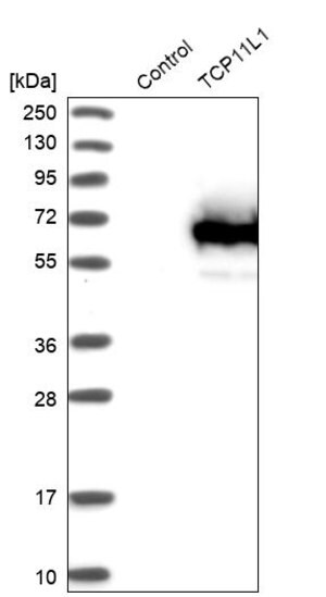 Merck Anti-TCP11L1 antibody produced in rabbit