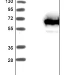 Merck Anti-TCP11L1 antibody produced in rabbit