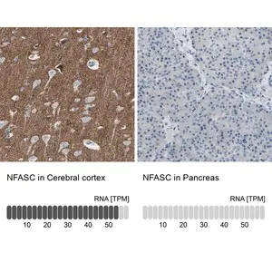 Merck Anti-NFASC antibody produced in rabbit
