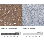 Merck Anti-NFASC antibody produced in rabbit