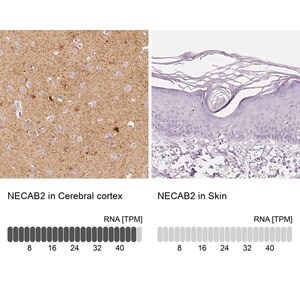 Merck Anti-NECAB2 antibody produced in rabbit