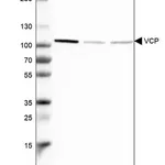 Merck Anti-VCP antibody produced in rabbit