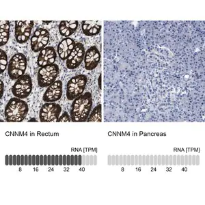 Merck Anti-CNNM4 antibody produced in rabbit