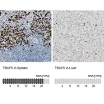 Merck Anti-TRAF5 antibody produced in rabbit