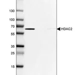 Merck Anti-HDAC2 antibody produced in rabbit