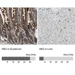 Merck Anti-ME2 antibody produced in rabbit